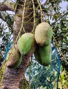 Fruit - Mango unripe in trees Stock Photos