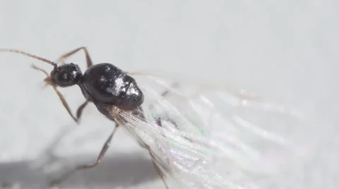 Fruit midge washes slow motion  extreme close up 動画素材 57384773