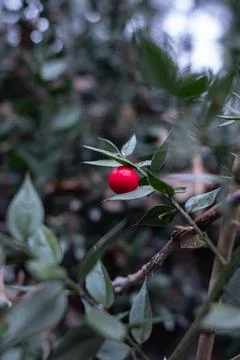 Fruit of mouse thorn shrub Foto stock