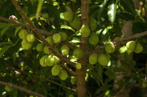 Fruit of a native melicope rubra or little evodia tree with blurred background Foto stock