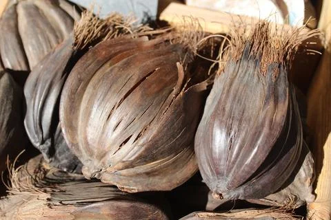 Fruit from the nipa palm Stock Photos