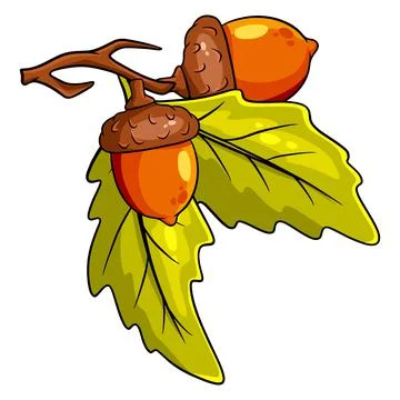 The fruit of the oak is edible. Two acorns on a branch with leaves. Stock Illustration