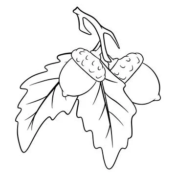 The fruit of the oak is edible. Two acorns on a branch with leaves. Stock Illustration