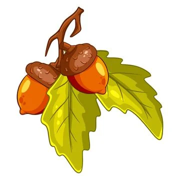 The fruit of the oak is edible. Two acorns on a branch with leaves. Stock Illustration