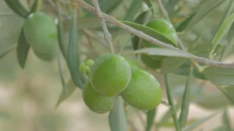 Fruit of olive Vídeos de archivo 42008198