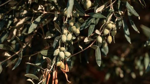 The fruit of the olive tree hangs from a twig. Greek olives Stock Photos