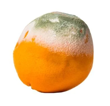 Fruit orange covered with mildew Stock Photos