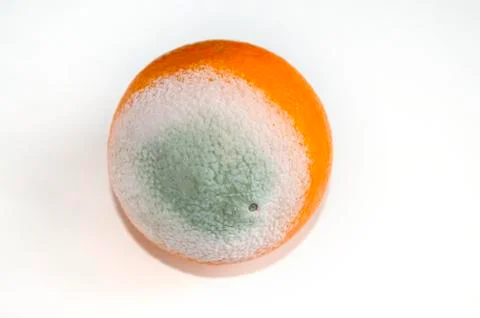 Fruit orange covered with mildew on white isolated background Stock Photos