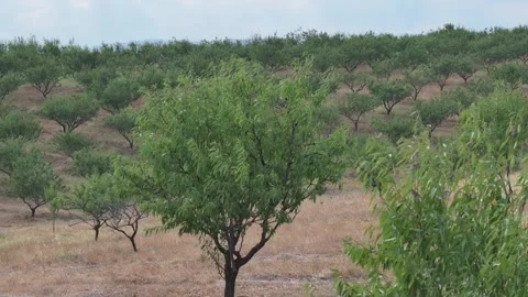 Fruit orchard 3 Видео 335832427
