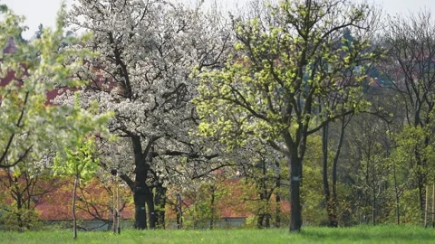 An fruit orchard in full bloom in spring. Slow-motion parallax shot. Stock Footage 254140646