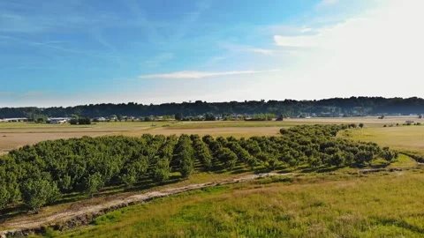 A fruit orchard on a plot of land with young trees. Aerial View of a green young Vídeos de archivo 276620265