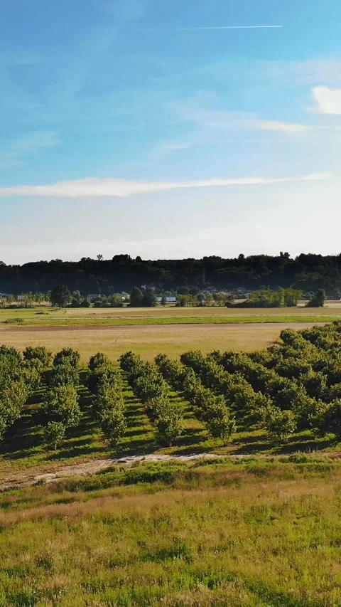 A fruit orchard on a plot of land with young trees. Aerial View of a green young Stock Footage 314109168