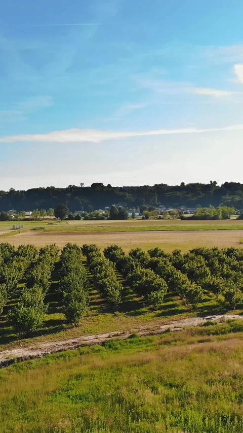 A fruit orchard on a plot of land with young trees. Aerial View of a green young Video stock 314430456