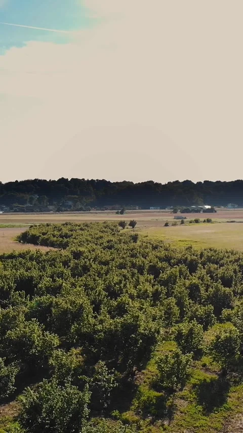 A fruit orchard on a plot of land with young trees. Aerial View of a green young Video stock 314561731