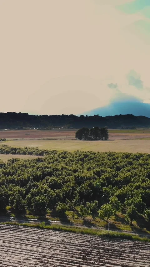 A fruit orchard on a plot of land with young trees. Aerial View of a green young Stock Footage 314786314