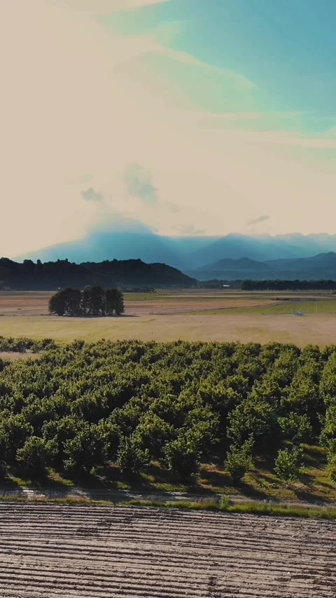 A fruit orchard on a plot of land with young trees. Aerial View of a green young Vídeos de archivo 314887454
