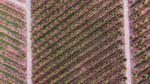 Fruit orchard in Spain with rows of trees and tilled land in daylight Stock Footage 327646570