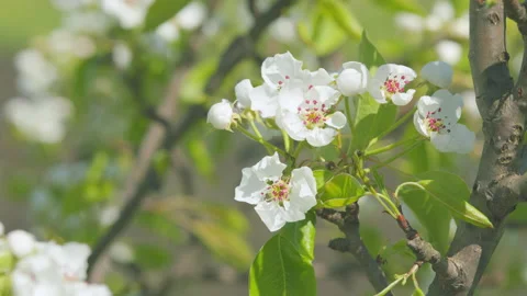 Fruit orchards blooming. Branch with beautiful white spring pear. Close up. 스톡 동영상 207151920