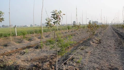 Fruit orchards Stock Footage 315121656