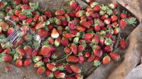 Fruit orchards Stock Footage 315126095