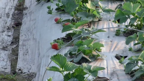 Fruit orchards Stock Footage 315127320