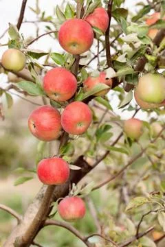 Fruit outdoor Stock Photos