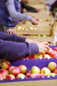 Fruit packaging Stock Photos