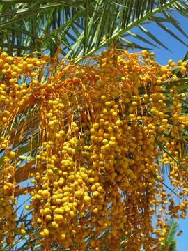 Fruit of palm Stock Photos