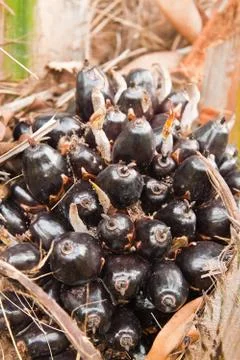 Fruit of palm on tree Stock Photos