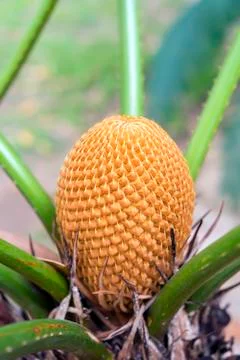 Fruit Of Palm Tree. Stock Photos