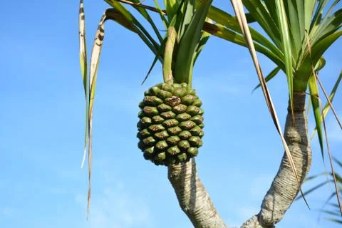 The fruit of Pandanus tectorius on the tree in sunny day Stock Photos