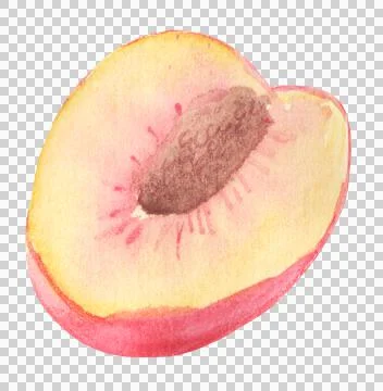Fruit of peach Stock Illustration
