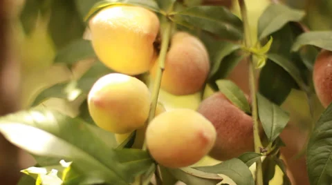 Fruit Peaches tree Stock Footage 38724106