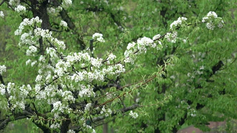 Fruit pear tree blooming covering with lots of small flowers under the rain Video stock 138171550