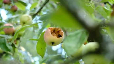 Fruit pests. Stock Footage 223766910