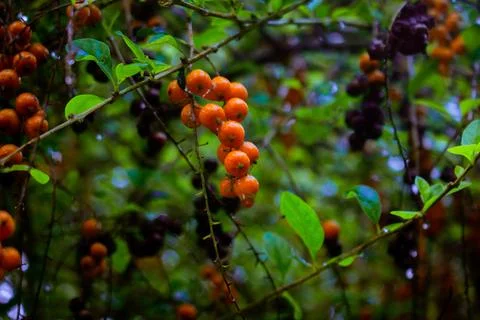 The Fruit Foto stock