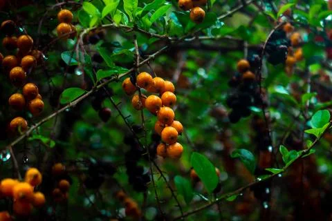 The Fruit Stock Photos