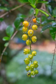 The Fruit Stock Photos