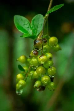 The Fruit Foto stock