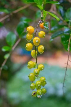 The Fruit Stock Photos