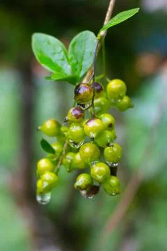 The Fruit Stock Photos