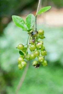 The Fruit Foto stock