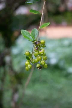 The Fruit Stock Photos