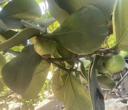 The fruit Stock Photos