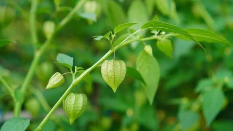 Fruit of Physalis angulata Stock Photos