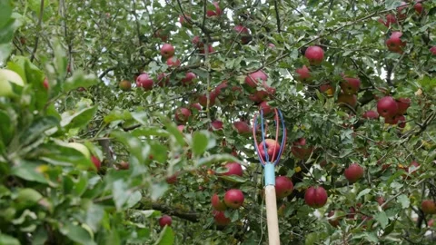 Fruit picker for collecting apples from the apple trees. Stock-Footage 219006691