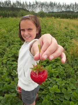 Fruit picking Stock Photos