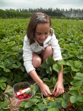 Fruit picking Stock Photos