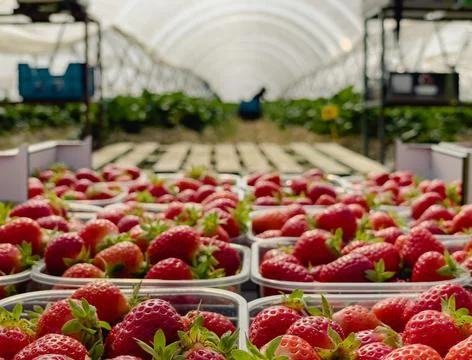 Fruit picking Stock Photos