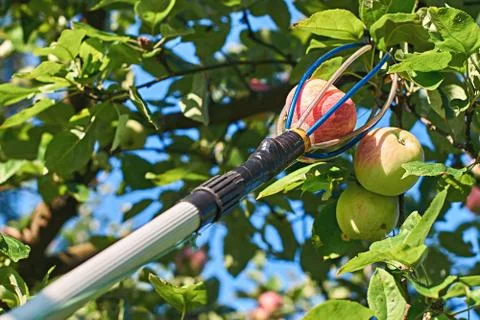 Fruit picking tool with an extension pole Stock Photos
